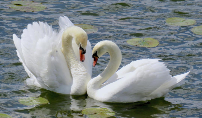 Фотошпалери два лебедя