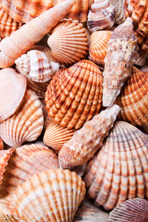 Фотообои Ракушки