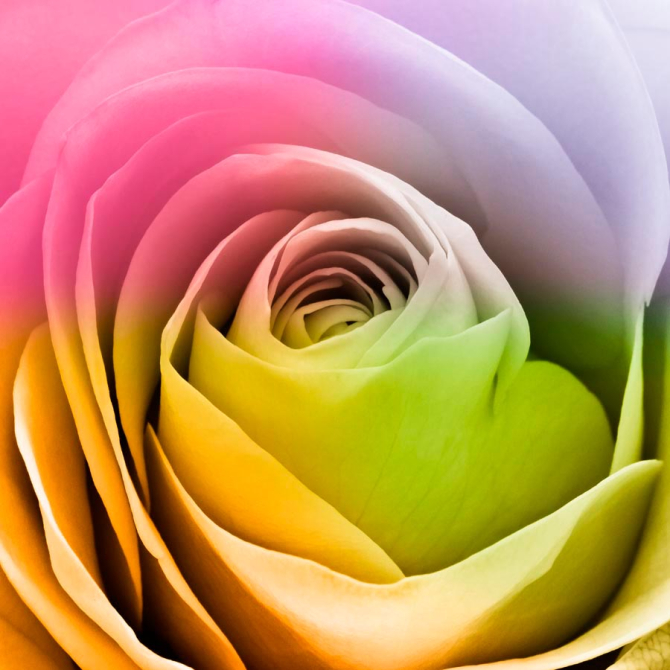 Фотошпалери Півонії