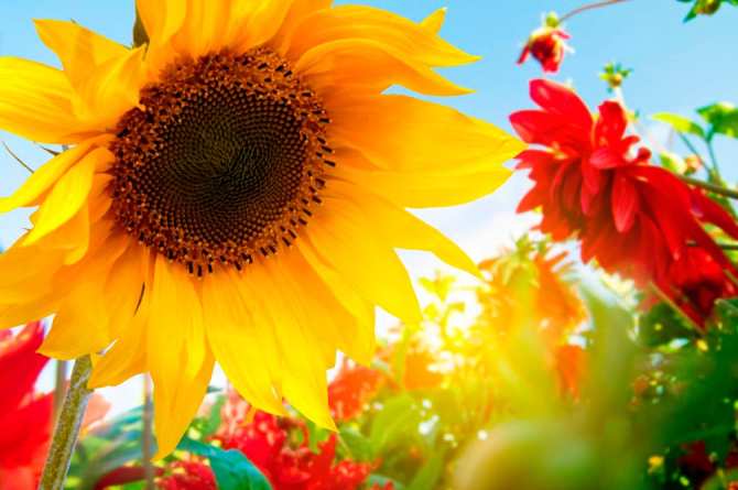 Фотошпалери Соняшник і гербера