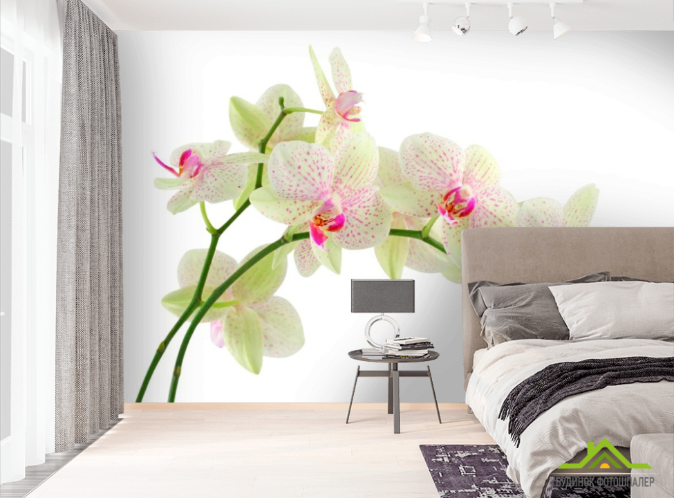 выбрать Фотообои Белые в крапинку орхидеи Фотообои Орхидеи на стену