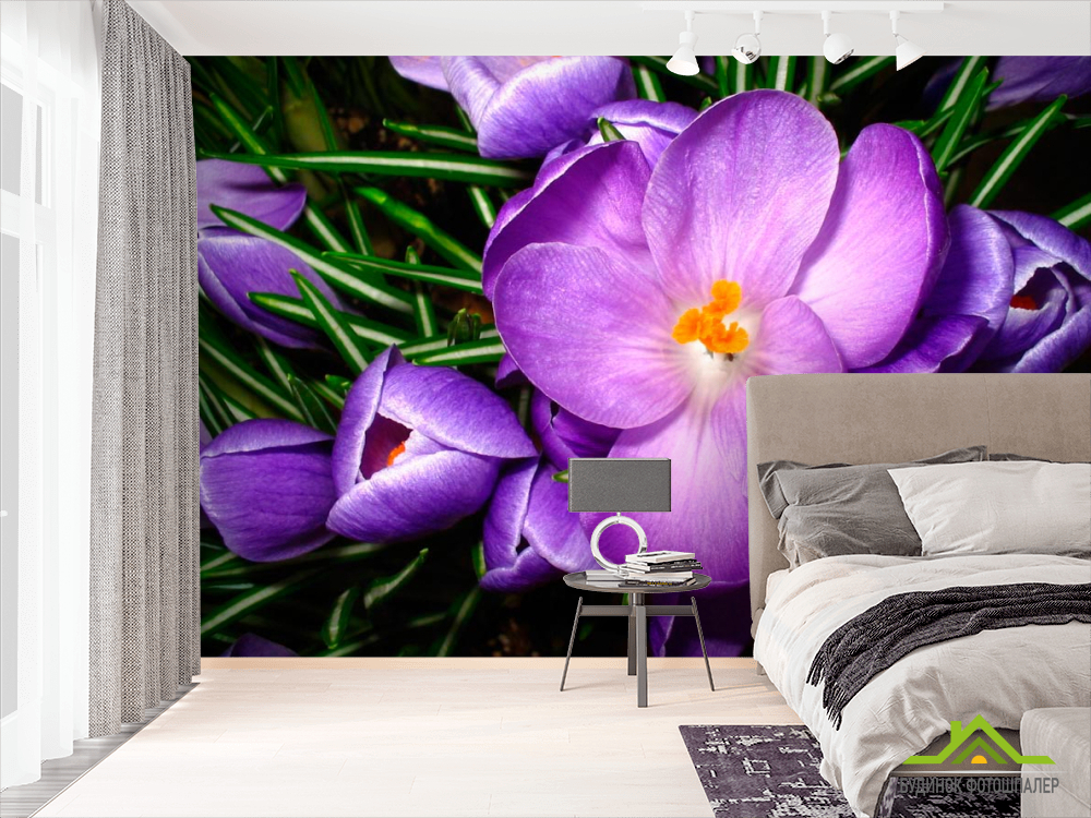 Фотообои Подснежник сиреневый