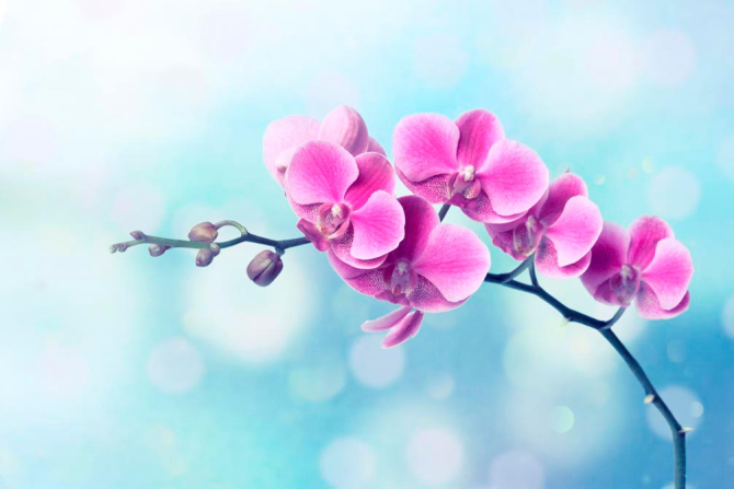 Фотошпалери Малинове квітуче дерево