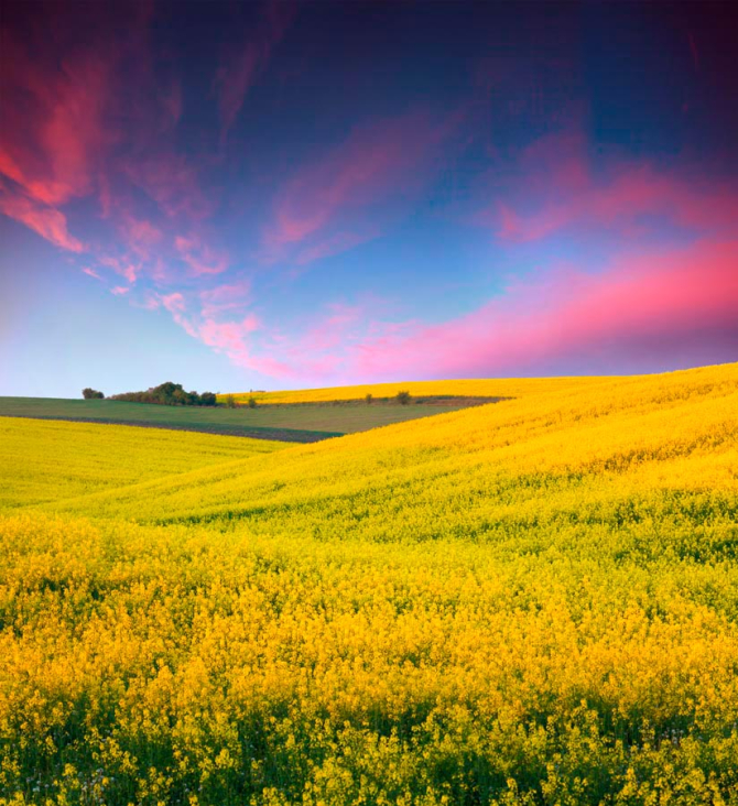 Фотошпалери Польові квіти