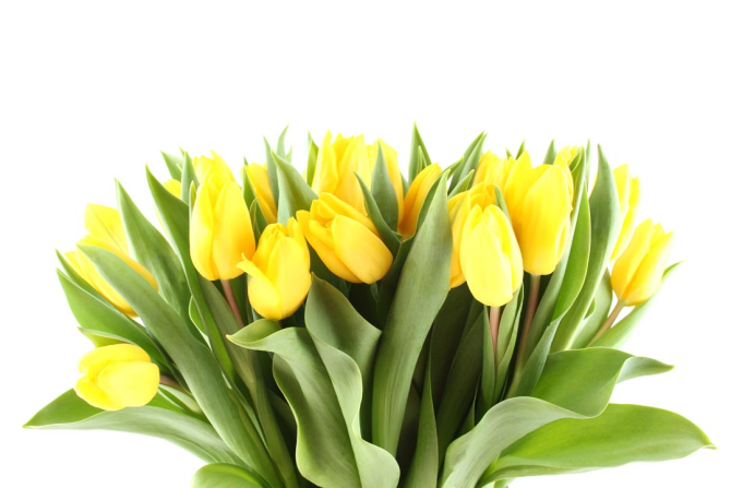 Фотообои желтые тюльпаны