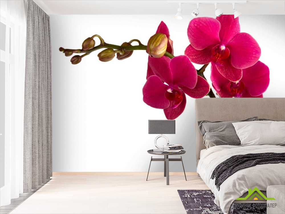 Фотошпалери Гілка бардових орхідей