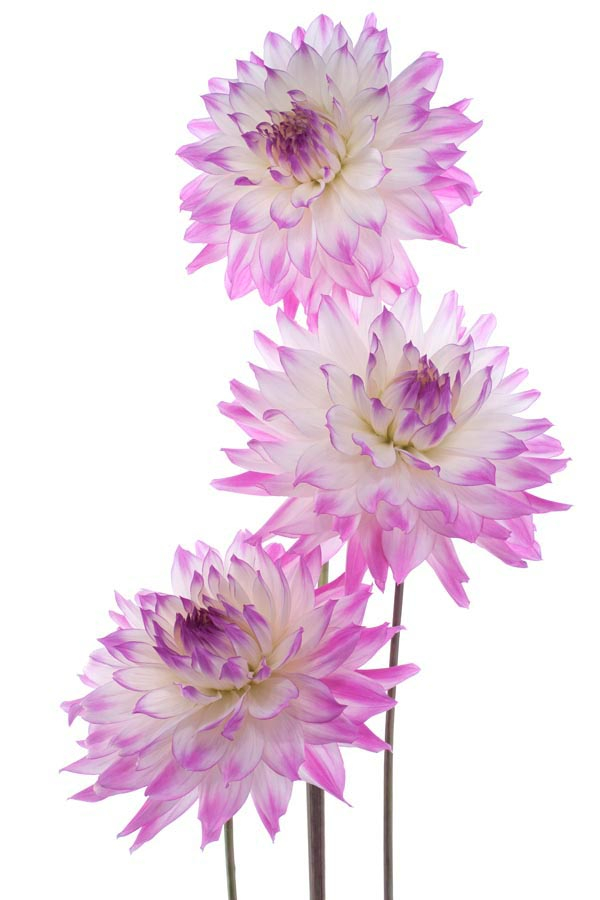 Фотообои Пион сиреневый