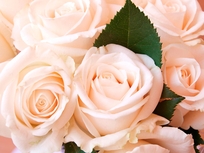 Фотообои Розы