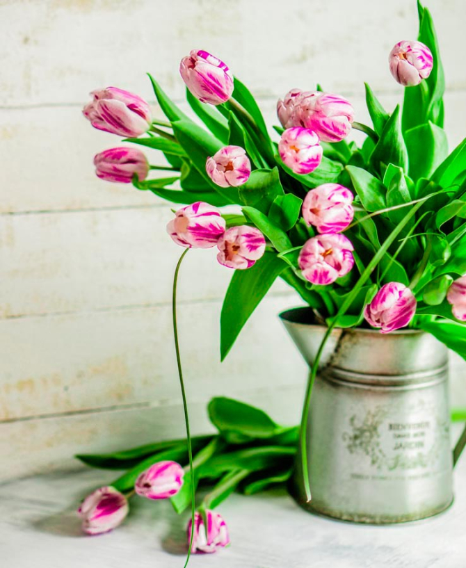 Фотошпалери Тюльпани