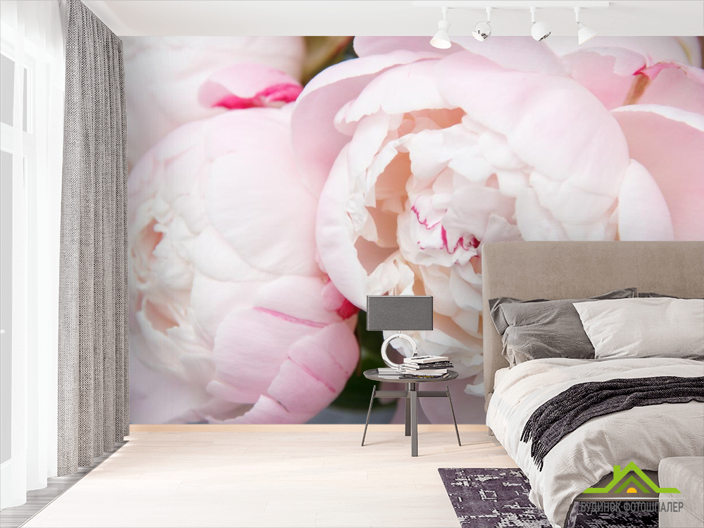 Фотошпалери ніжні біло-рожеві півонії