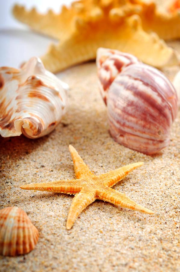 Фотошпалери Пісок і черепашки