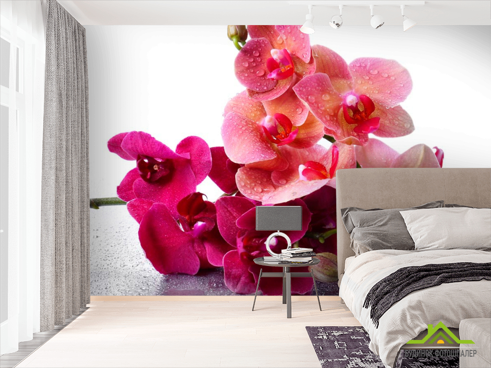 Фотошпалери Орхідея