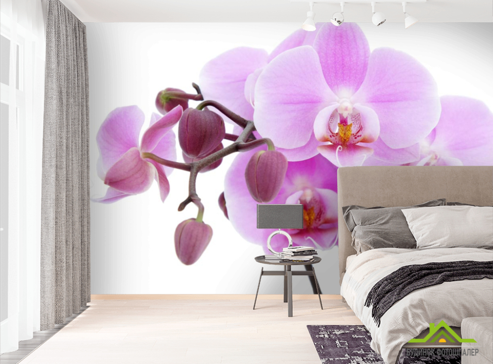 выбрать Фотошпалери бузкова орхідея Фотошпалери Орхідеї на стіну