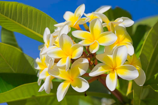 Фотошпалери Жовто-білі квіточки