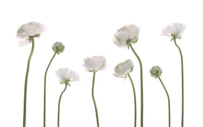 Фотошпалери квіти