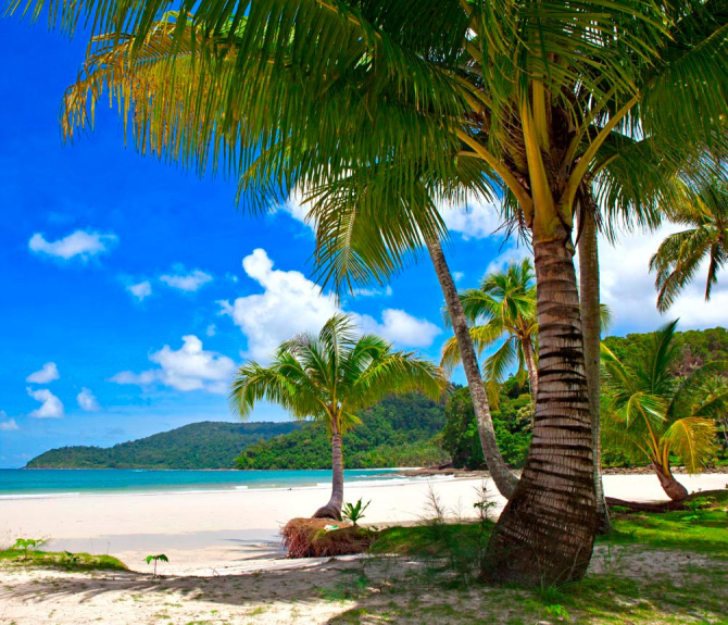 Фотошпалери Пальми в тіні