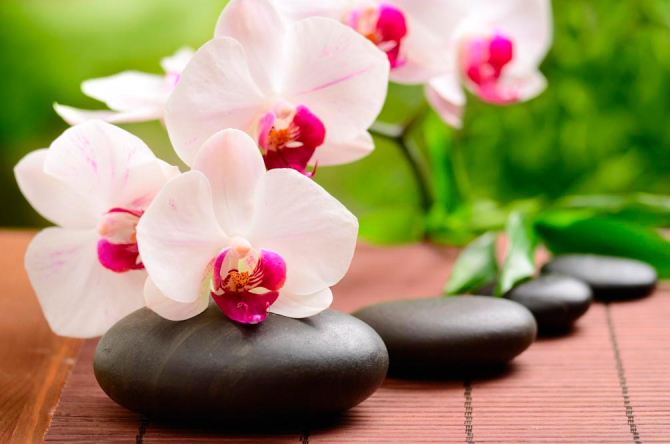 Фотошпалери Орхідеї біло-малинові