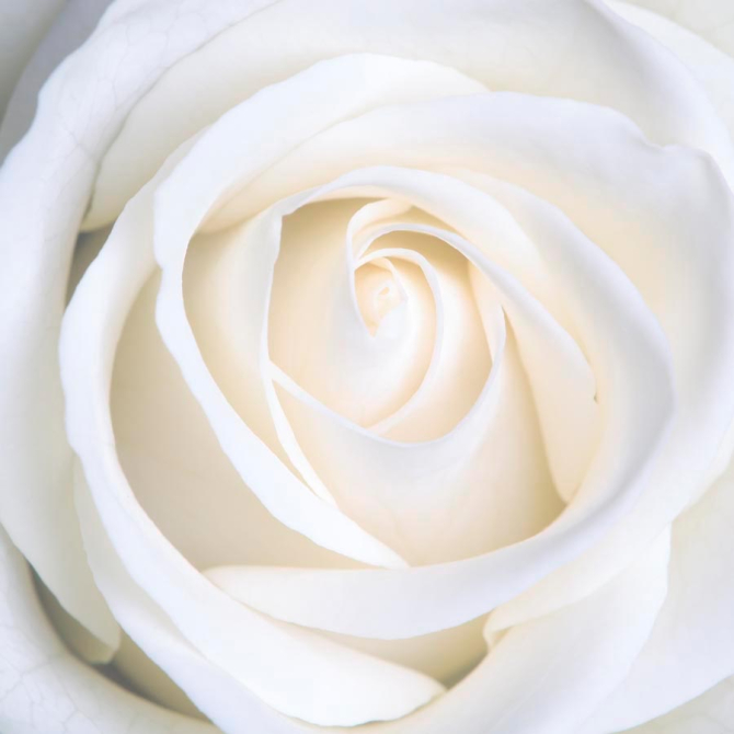 Фотообои Бутон белоснежный