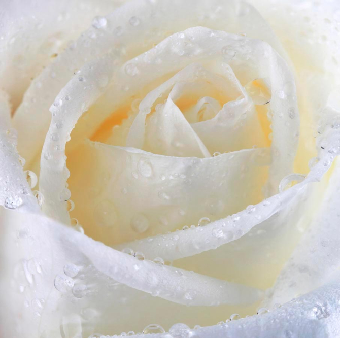 Фотообои Роза