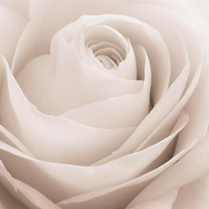 Фотошпалери Роза білосніжна