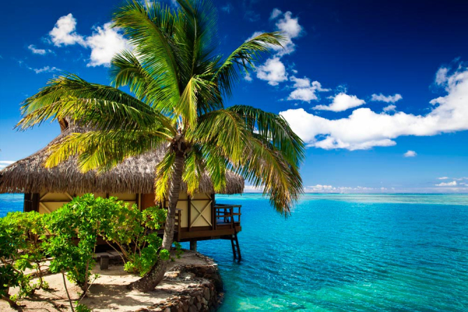 Фотошпалери Пальма з хатиною