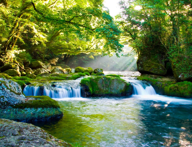 Фотообои Дивный уголок леса