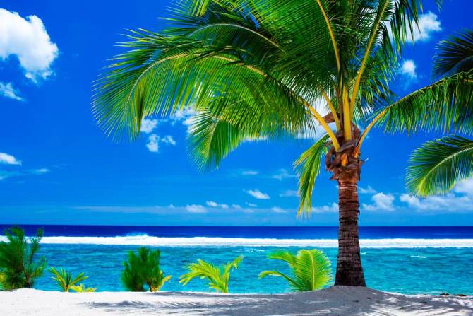 Фотошпалери Розлога пальма