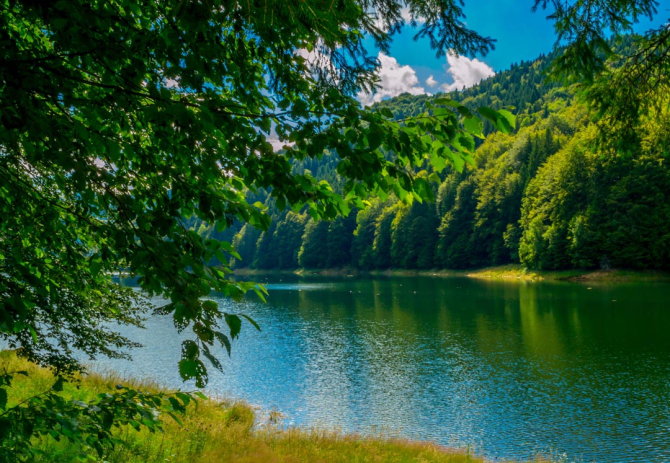 Фотообои зеленые деревья над рекой