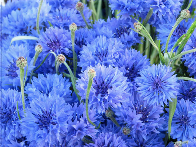 Фотообои Голубые васильки