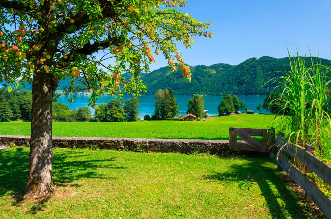 Фотообои Яблоня, горы, вода