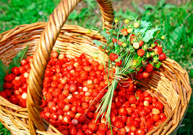 Фотошпалери Суниця