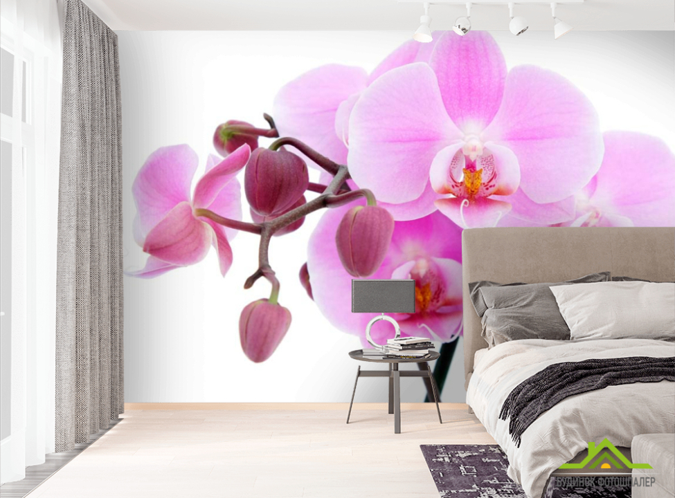выбрать Фотошпалери Орхідеї на білому Фотошпалери Квіти на стіну