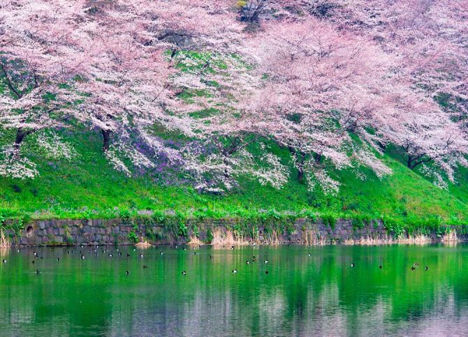 Фотошпалери Квіти над водою