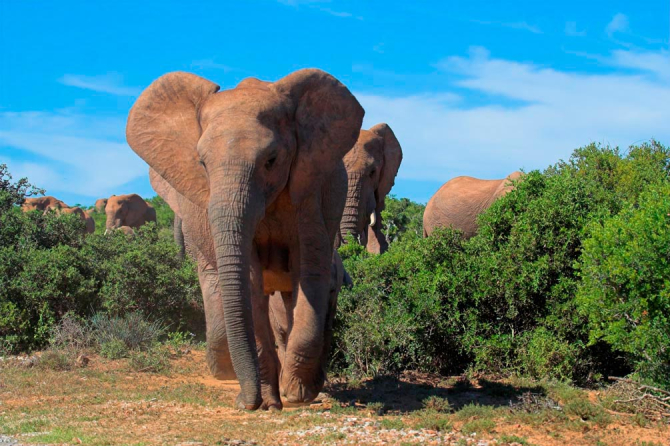 Фотошпалери Стадо слонів