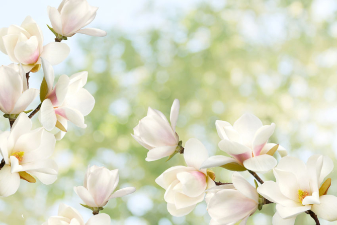 Фотообои Цветы магнолии