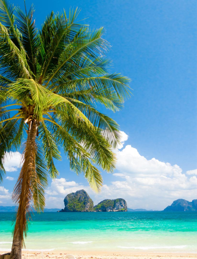 Фотообои пальма на берегу моря