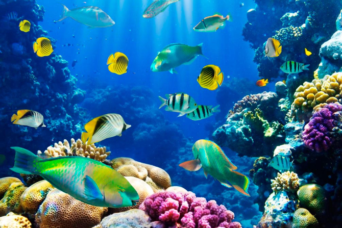 Фотошпалери Багато риб