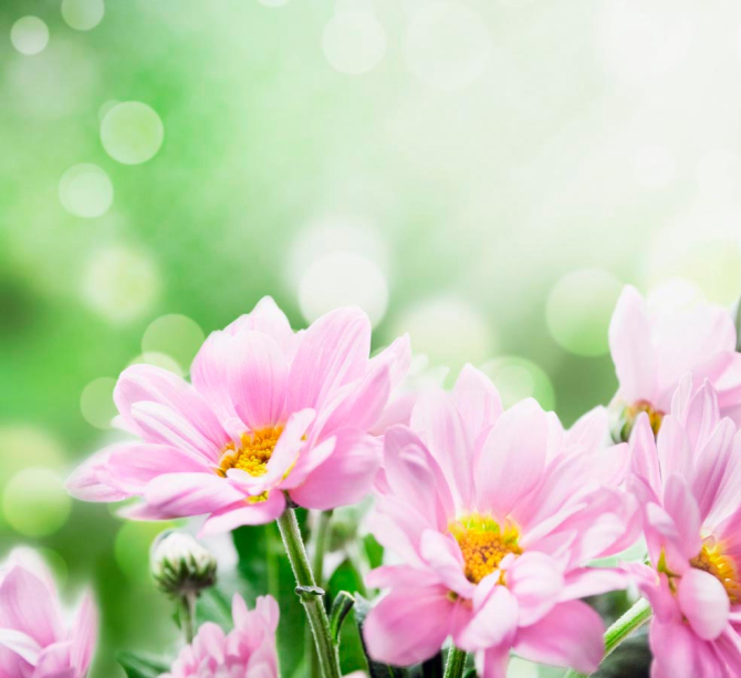 Фотообои Цветы