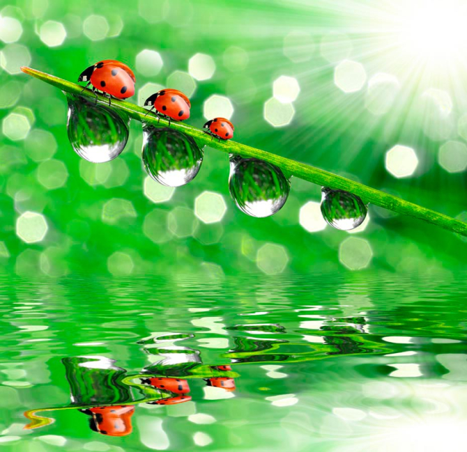 Фотошпалери Сонечка, травичка