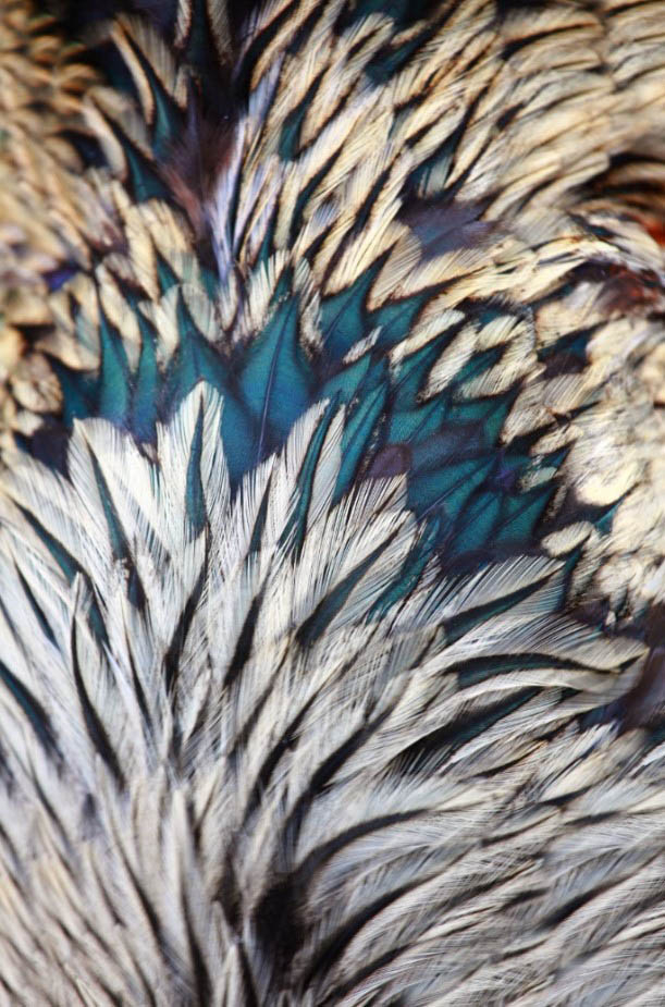 Фотошпалери Пір'я