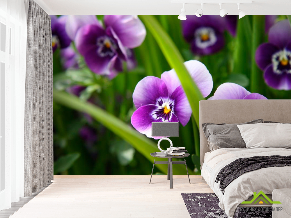 Фотошпалери Фіолетові братки