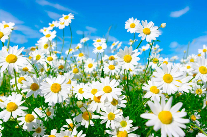 Фотообои Ромашки в степи