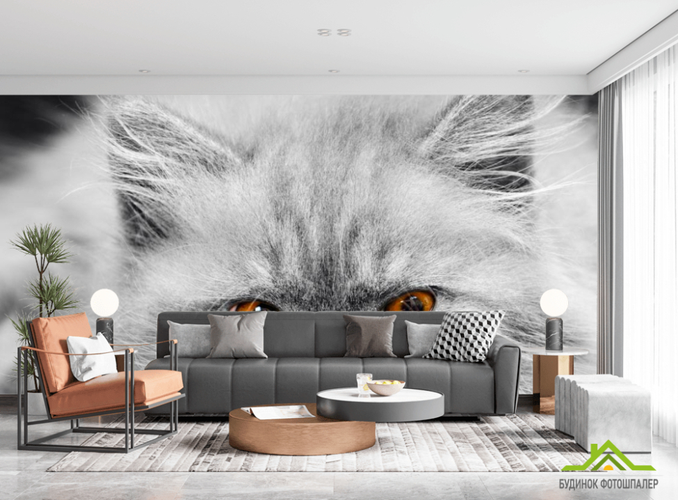 выбрать Фотообои Серый котенок Фотообои Коты на стену