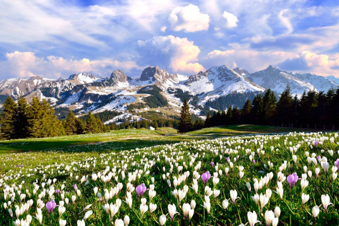 Фотообои Первоцвет весенний