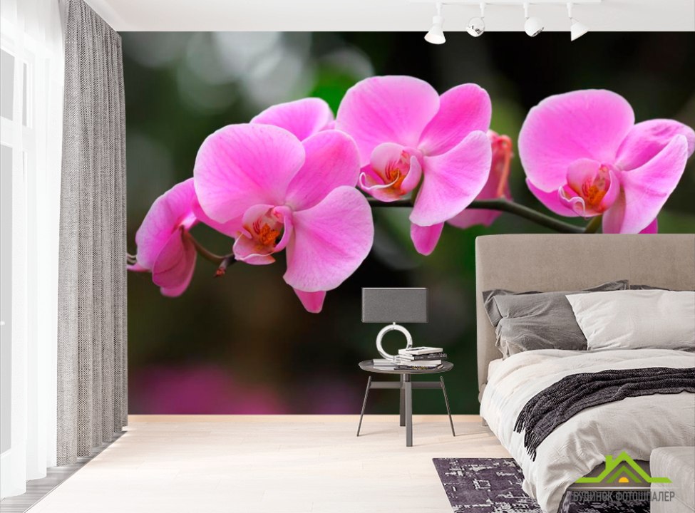 выбрать Фотообои Орхидеи нежно-розовые Фотообои Орхидеи на стену