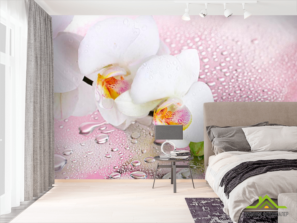 Фотошпалери Дві білі орхідеї