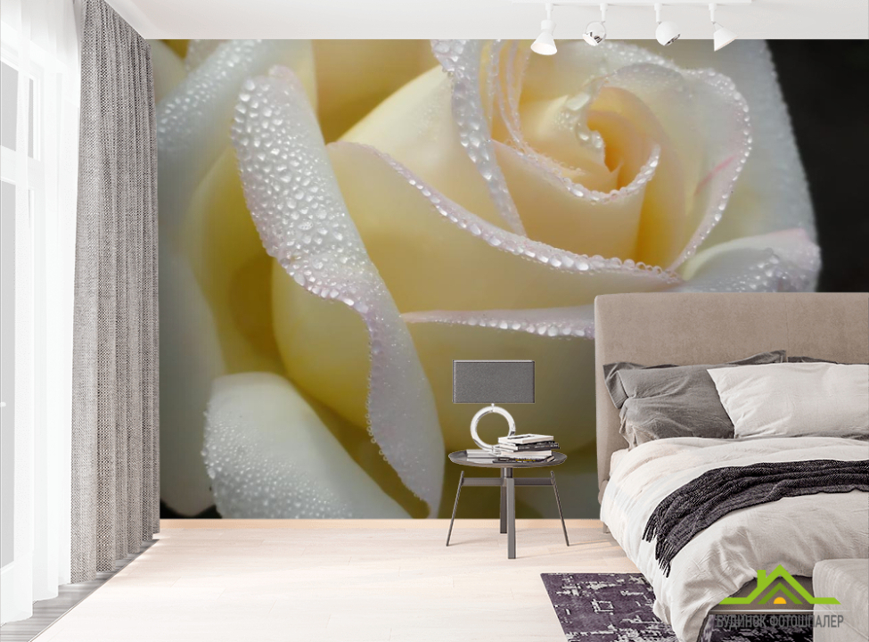 выбрать Фотошпалери біла троянда з краплями  на стіну