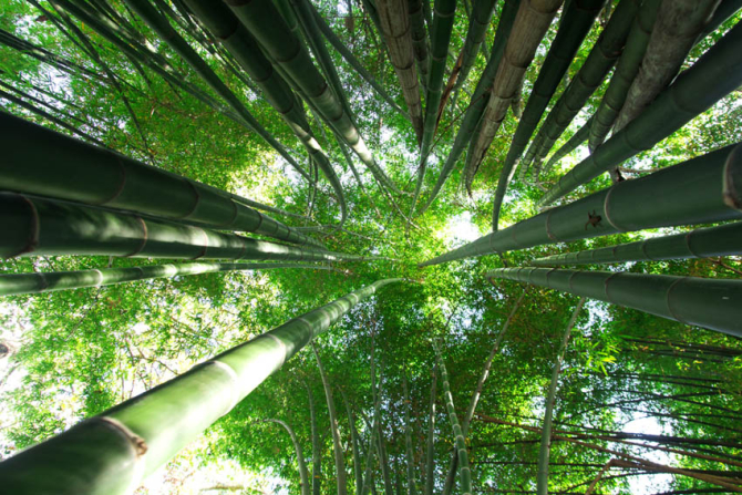 Фотообои кроны