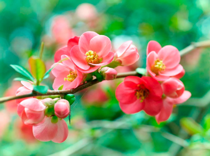 Фотообои Имбирь коралловый