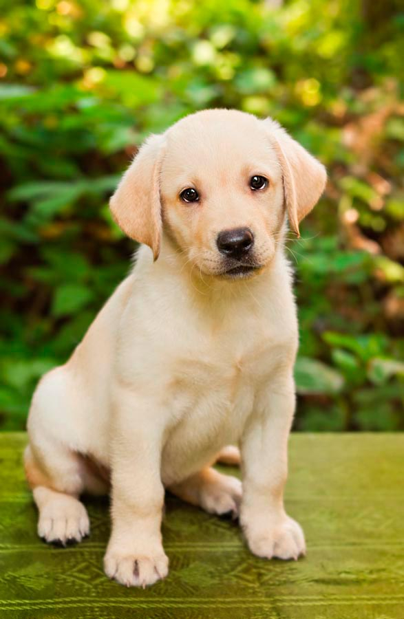 Фотошпалери Милий щеня